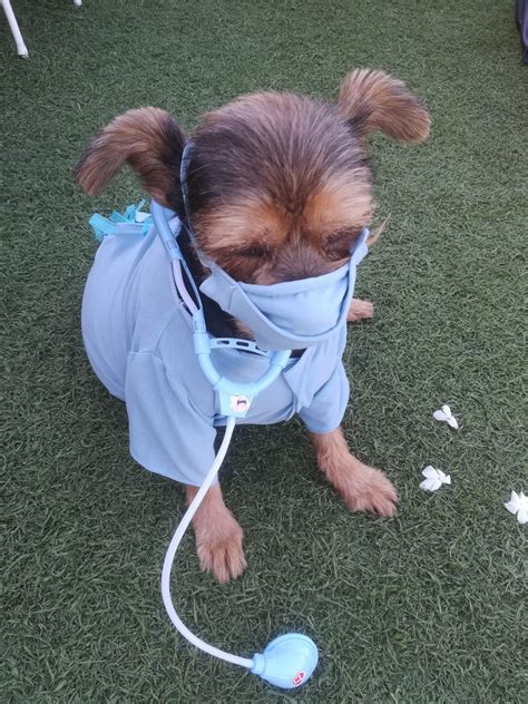 Dog Doctor Costume Surgeon Dog Costume Nurse Dog Costume Etsy