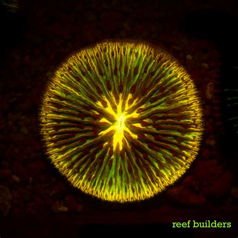 Fluorescent Friday Cycloseris Edition Reef Builders
