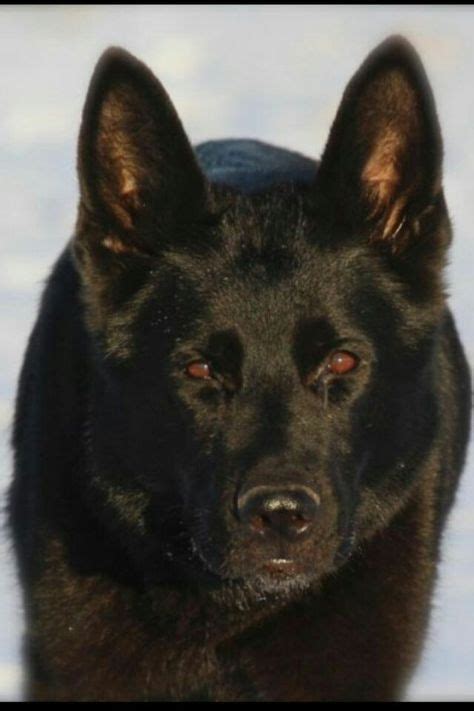 140 Black And Red German Shepherds Ideas In 2021 Red German Shepherd