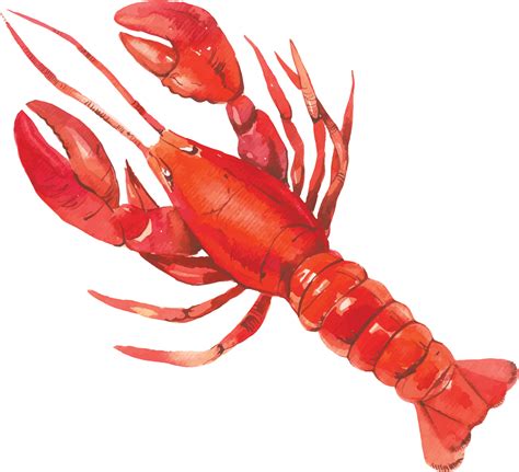 Lobster Background Png