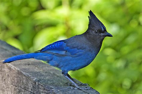 Stellers Jay Whats In A Name Rachel Carson Council