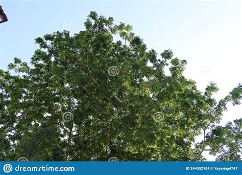 Large Tree Green Leaves In Tropical Forest Selectable Focus Sky