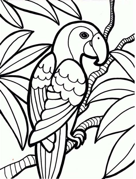 Rainforest Animals And Plants Coloring Pages Coloring Pages Clipart