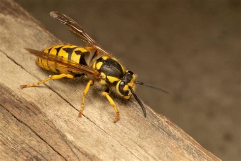 Stinging Insect Identification Wasps Yellowjackets Logan Extermination