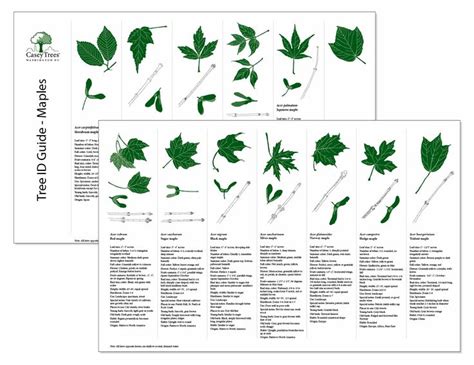 Tree Identification By Leaf Chart Photo Gallery