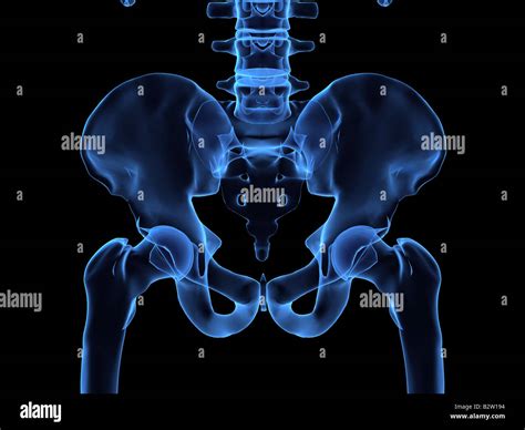 Human Skeletal Hips Stock Photo Alamy