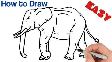 Art Animals Drawing Images 40 Easy Illustrated Animal Sketch Drawing