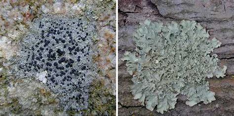 Lichens Plant Disease Diagnostics Clinic