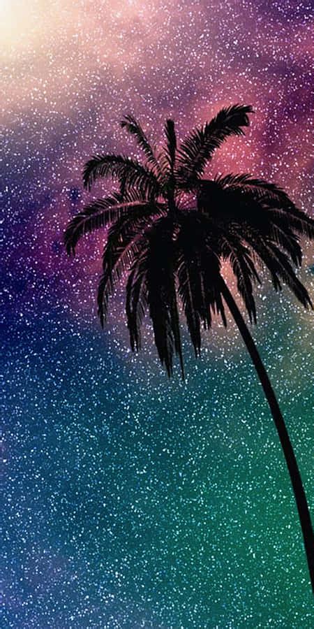 0 Cute Palm Tree Backgrounds
