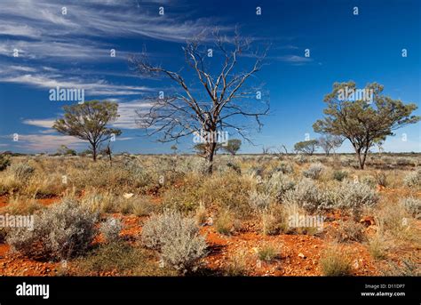 Australian Outback Landscape In South Western Queensland With Low