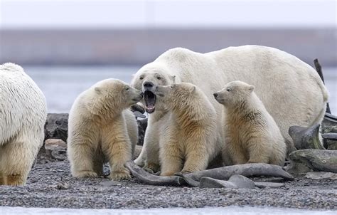 Harassed Mother Polar Bear Shouts At Naughty Cubs