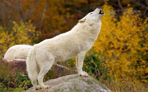 Other White Wolves Animal Nature Howling Wolf Wallpaper For