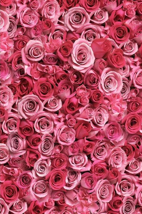 Beautiful Pink Flowers Wallpapers For Iphone Best Flower Site