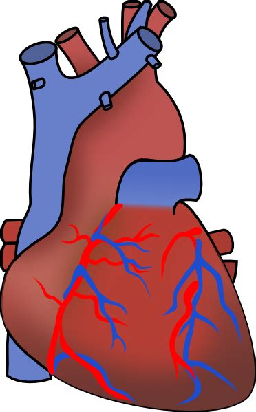 Human Heart Clip Art At Vector Clip Art Online Royalty