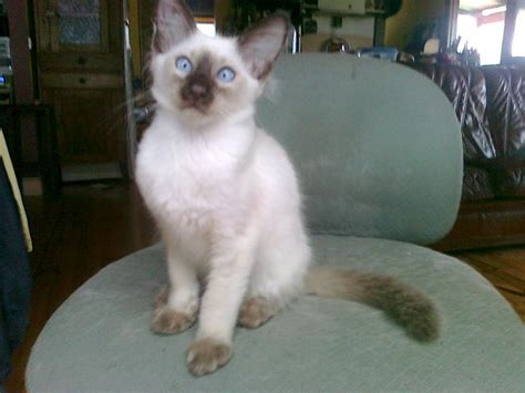 For Sale Balinese Kitten Male Chocolate Point