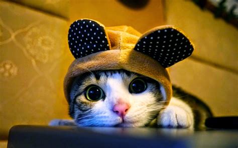 Top 50 Hình ảnh Mèo Con Siêu Dễ Thương đáng Yêu Nhất để Làm Hình Nền