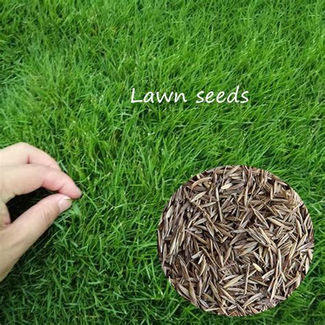 Green Grass Seed 200pcs Golf Course Lawn Seeds Tall Fescue Festuca