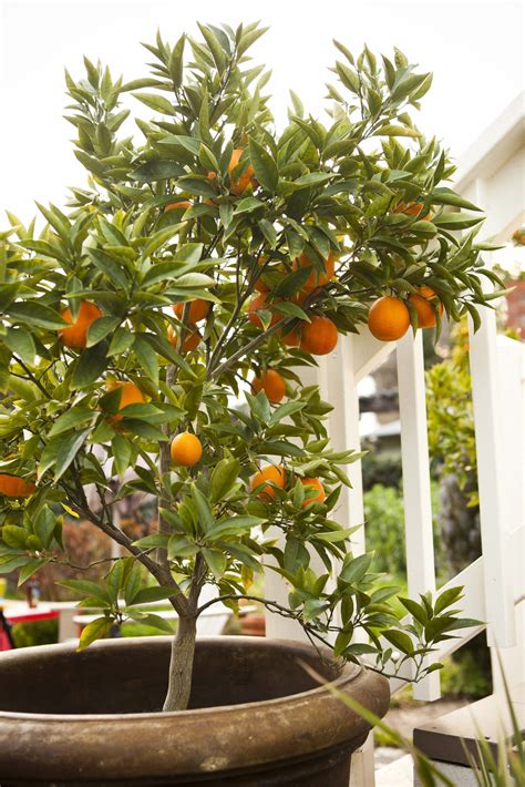 What I Wouldnt Give To Have An Orange Tree Must Haves