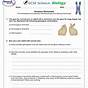 Human Genetics Practice Worksheet 3