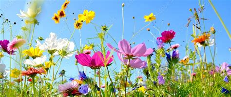 Blumenwiese Hintergrund Panorama Sommerblumen Stock Photo Adobe Stock