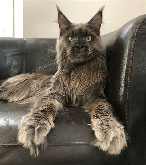 They enjoy being playful and interacting with the whole family but they also enjoy showing affection and cuddling up with the ones they love. Maine Coon Kittens For Sale Near Me - Idalias Salon