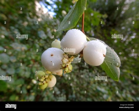 White Snowberry Fruit Hi Res Stock Photography And Images Alamy