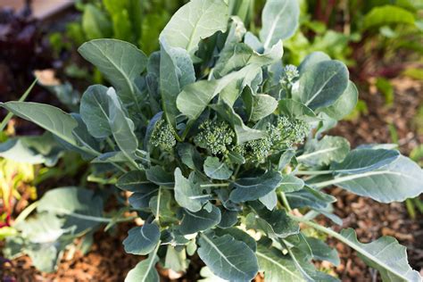 How To Grow And Care For Broccoli Trendradars