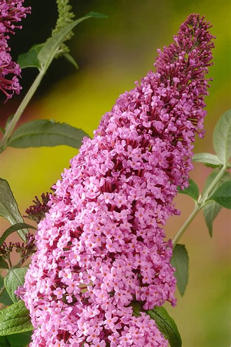 Buy Pink Delight Butterfly Bush Buddleia For Sale Online