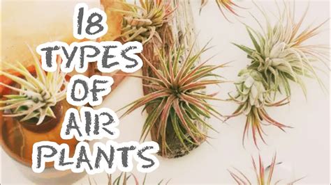 18 Types Of Air Plants Youtube