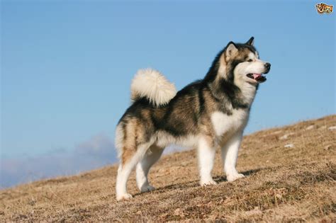 Alaskan Malamute Dog Breed Facts Highlights And Buying Advice Pets4homes