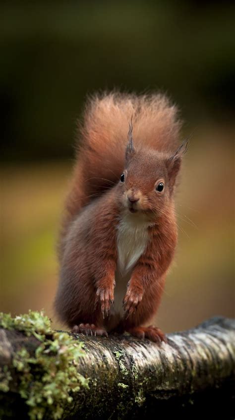 Hibernating ground squirrels have a trait that could help protect stroke patients from brain damage, according to research funded by the national institutes of health (nih). Fox squirrel types live throughout a lot of the USA ...