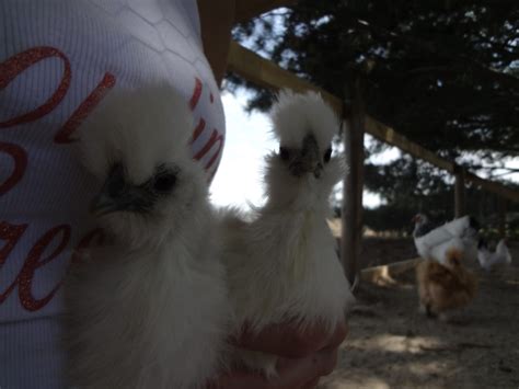Help Sexing White Silkie Pair Lots Of Pics Backyard Chickens Learn How To Raise Chickens