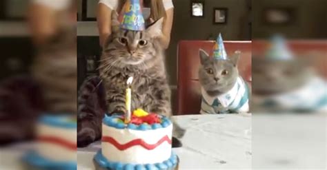 Browse 509 cat birthday cake stock photos and images available, or search for pet birthday cake or dad carrying kids to find more great stock photos and pictures. He Gives His Cat A Birthday Cake. The Cat's Reaction? I'm ...
