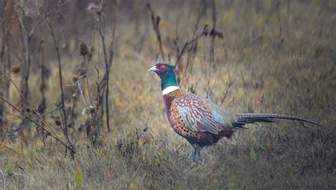 Ring Necked Pheasant Introduced From Asia For Hunting Purp Flickr