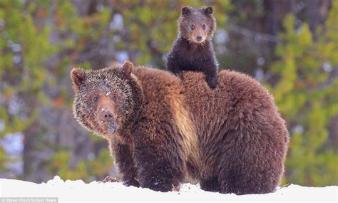 Newborn Grizzly Bear Cubs