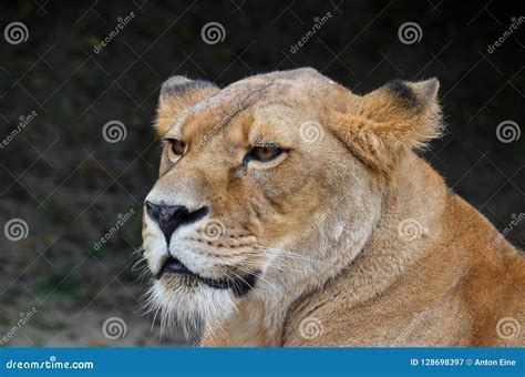 Close Up Side Portrait Of Male African Lioness Stock Image Image Of