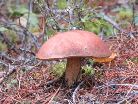Type Of Bolete Mushroom Need Proper Id Photographed