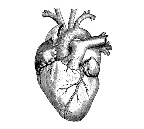 The Best Free Cardiac Drawing Images Download From 59 Free Drawings Of