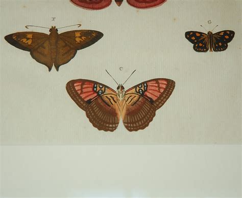 Antique Butterfly Prints Set Of Eight At 1stdibs