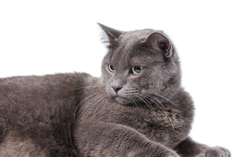 Young Adult British Shorthair Cat With Green Eyes Stock