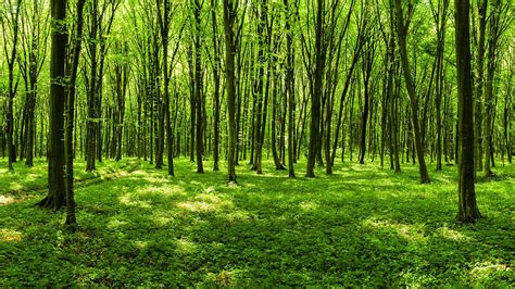 Sunny Panoramic Forest Scene The Ted Tree