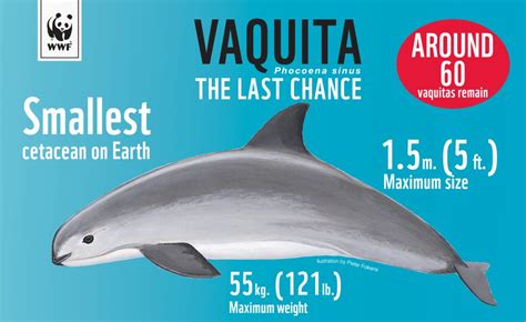 Vaquita The Worlds Most Endangered Marine Mammal Wiseoceans