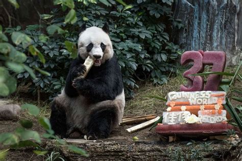 Worlds Oldest Panda Celebrates 37th Birthday And Sets Guinness World