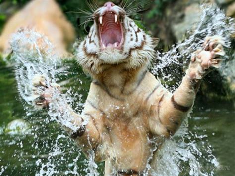 Tiger Playing In Water Image Abyss