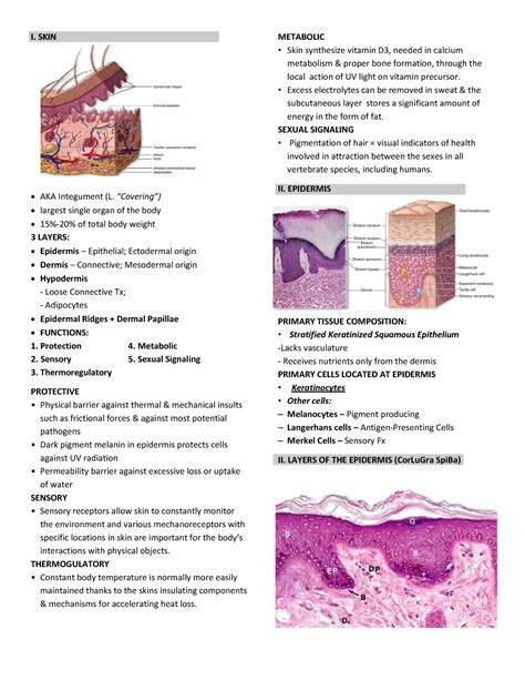 Basic Histology Integumentary System I Skin Aka Integument L