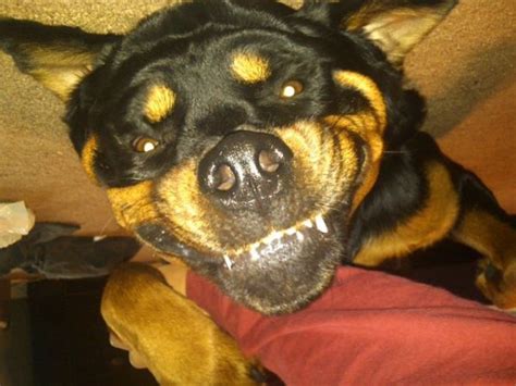 Zoo Animals Funny Rottweiler Dogs Photosimages 2012
