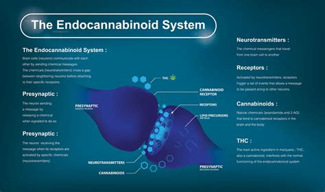 endocannabinoid system ecs basics for thc and cbd users