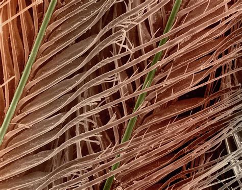 Great Horned Owl Feather Photograph By Dennis Kunkel Microscopyscience