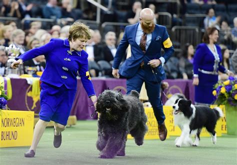 Where To Watch Westminster Dog Show 2019 Best In Show