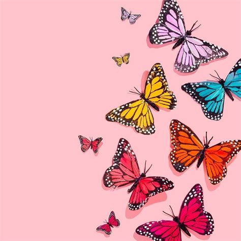 Vsco Butterfly Wallpapers Top Free Vsco Butterfly Backgrounds
